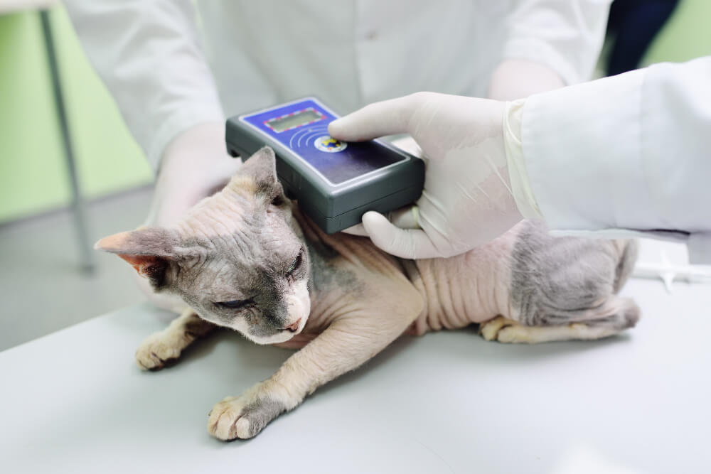 Microchipping Coquitlam, BC, VKV
