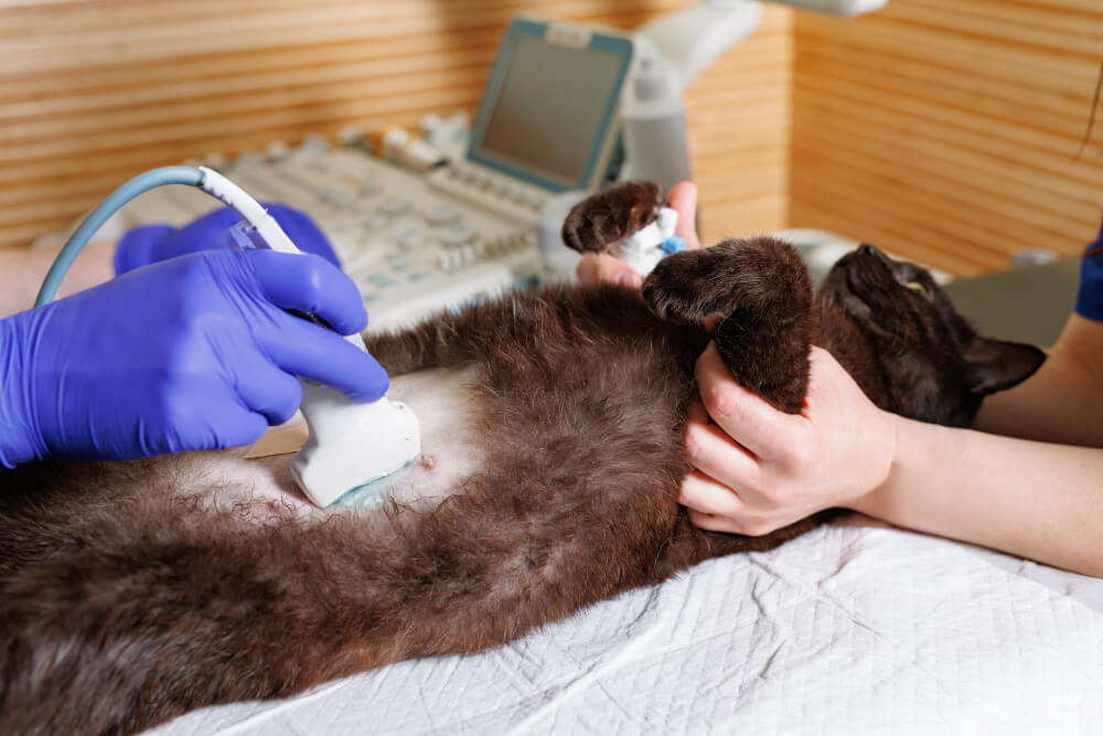 Ultrasound Coquitlam, BC, VKV
